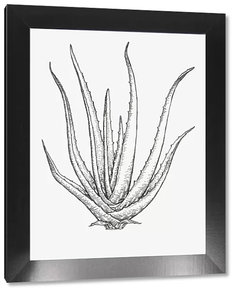 Black and white illustration of Aloe Vera syn. A. barbadensis, succulent with lanceolate, thick and fleshy leaves