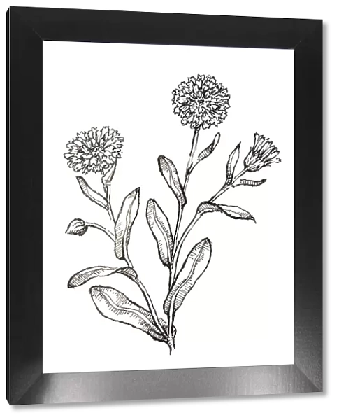 Black and white illustration of Calendula officinalis (Pot Marigold), plant with edible leaves and flowers
