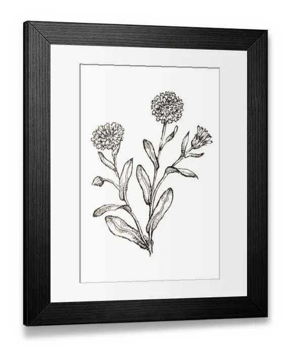 Framed Print : Black and white illustration of Calendula officinalis (Pot Marigold), plant with edible leaves and flowers