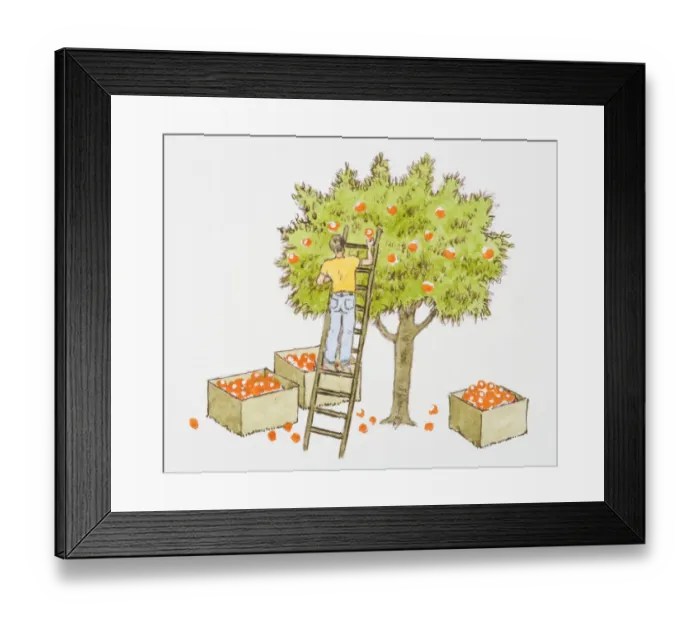 Framed Print : Illustration of man picking apples from tree, and boxes full of oranges below Framed Print : Illustration of man picking apples from tree, and boxes full of oranges below