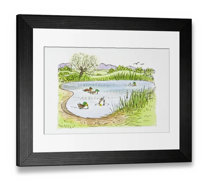 Framed Print : Illustration of Mallard (Anas platyrhynchos) ducks swimming and ducking for food in pond and birds flying in sky Framed Print : Illustration of Mallard (Anas platyrhynchos) ducks swimming and ducking for food in pond and birds flying in sky