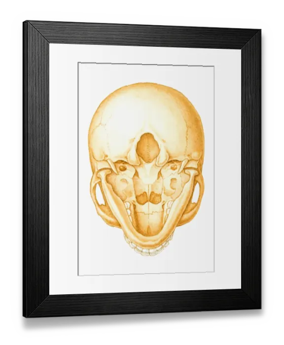 Framed Print : Illustration of human skull, seen from below
