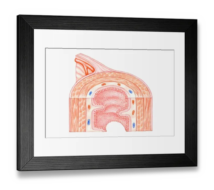 Framed Print : Cross section illustration of human small intestine showing muscle layer, villus and plicae Framed Print : Cross section illustration of human small intestine showing muscle layer, villus and plicae