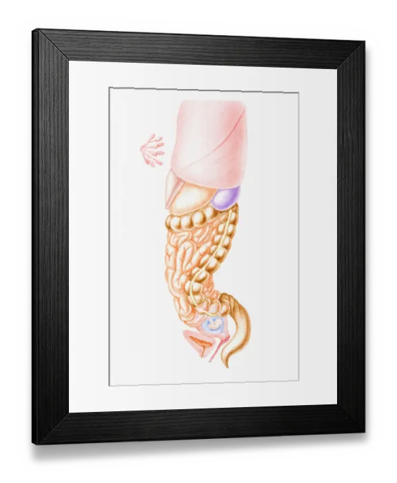 Framed Print : Cross section illustration of first trimester of human pregnancy showing nipple, gland lobule, stomach, intestine, and foetus developing in uterus Framed Print : Cross section illustration of first trimester of human pregnancy showing nipple, gland lobule, stomach, intestine, and foetus developing in uterus