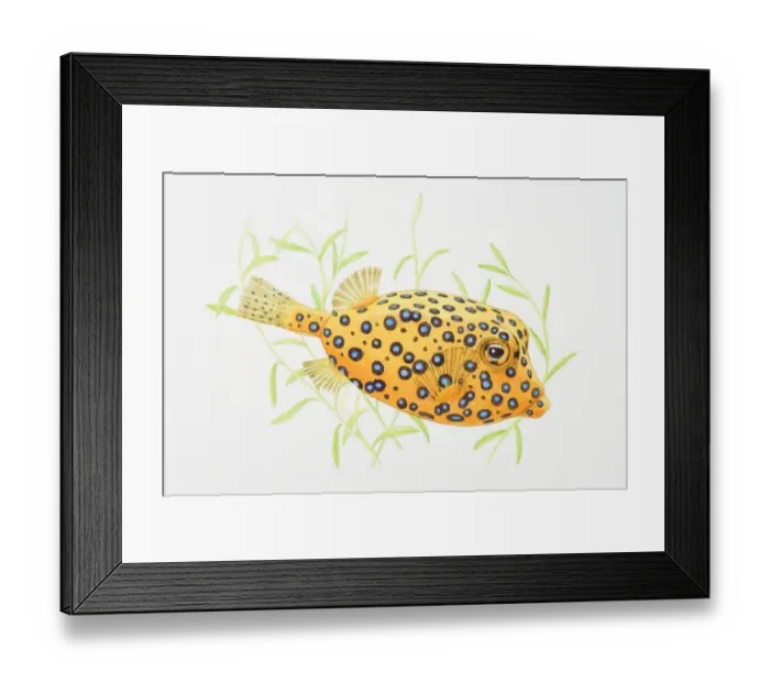 Framed Print : Illustration of Blue-spotted Boxfish (Ostracion cubicus)