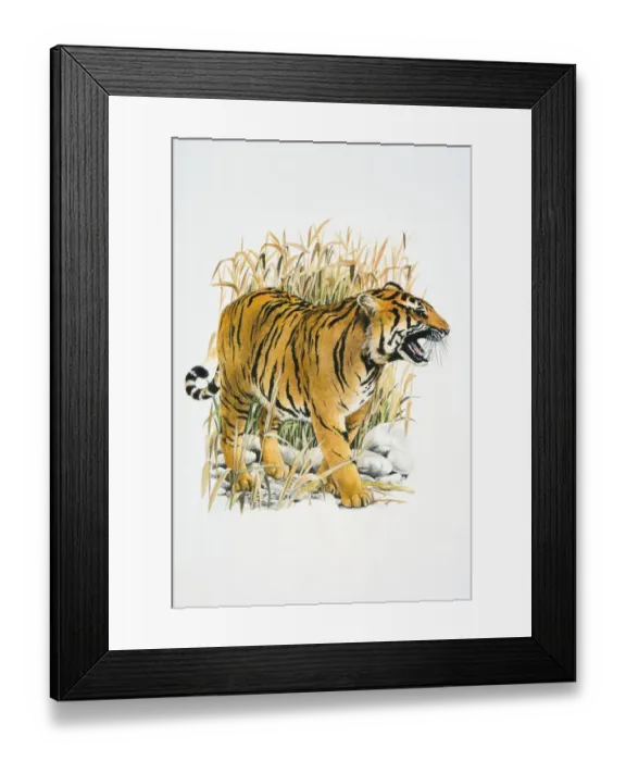 Framed Print : Illustration of roaring Tiger (Panthera tigris) in reeds Framed Print : Illustration of roaring Tiger (Panthera tigris) in reeds