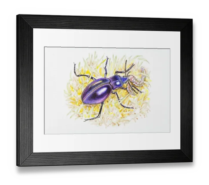 Framed Print : Illustration of Violet Ground Beetle (Carabus violaceus) feeding on caterpillar in grass Framed Print : Illustration of Violet Ground Beetle (Carabus violaceus) feeding on caterpillar in grass