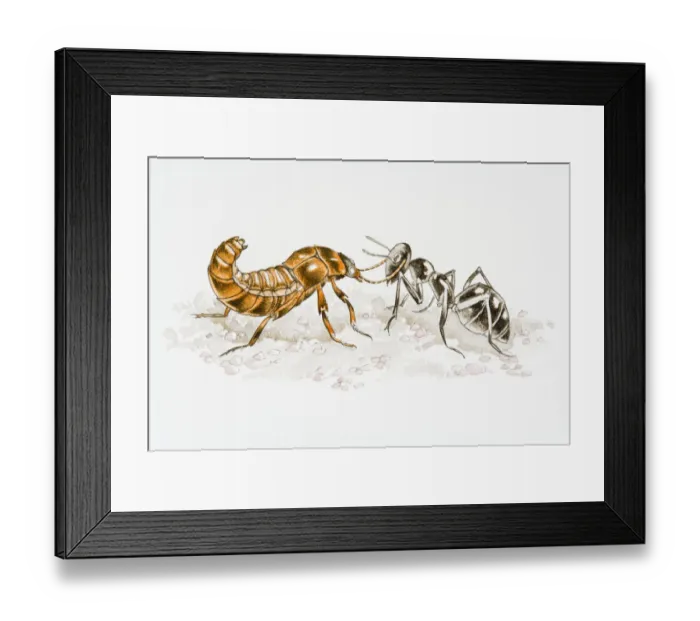 Framed Print : Illustration of Rove Beetle (Staphylinidae) fighting with Ant (Formicidae) Framed Print : Illustration of Rove Beetle (Staphylinidae) fighting with Ant (Formicidae)