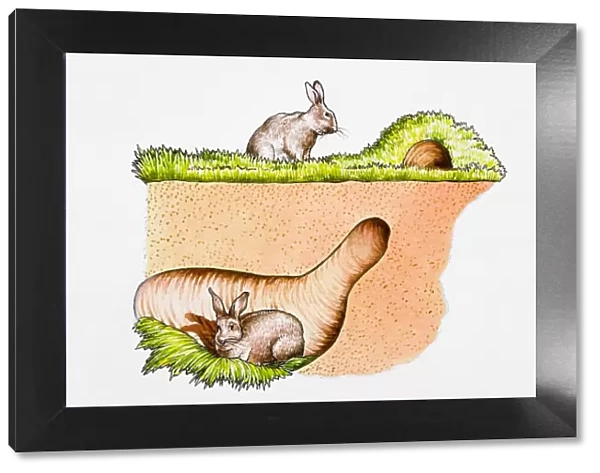 Rabbits in and outside burrow
