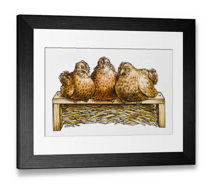 Framed Print : Three hens side by side on a hen perch, straw underneath Framed Print : Three hens side by side on a hen perch, straw underneath