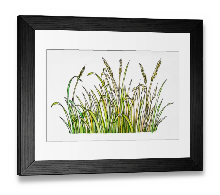 Framed Print : Cereal plants Framed Print : Cereal plants