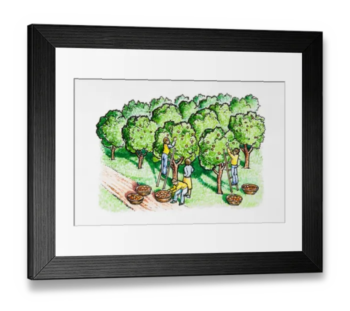 Framed Print : Four people harvesting apples in orchard Framed Print : Four people harvesting apples in orchard