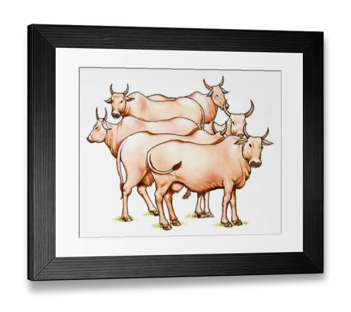 Framed Print : Group of horned cattle Framed Print : Group of horned cattle