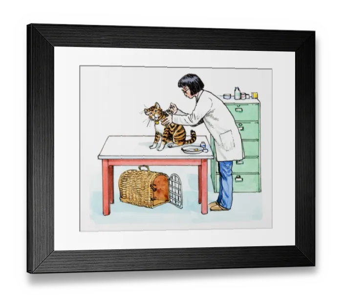 Framed Print : Vet giving a cat an injection Framed Print : Vet giving a cat an injection