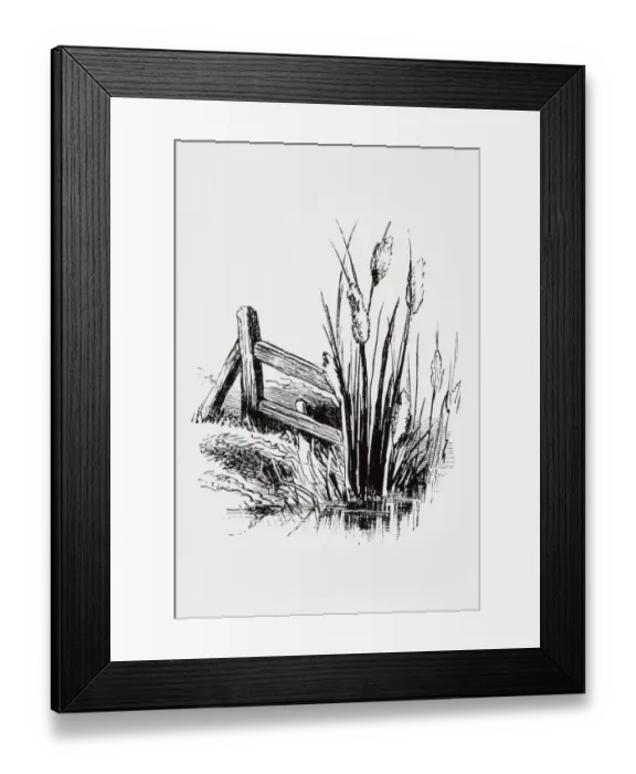 Framed Print : Black and white illustration of Bulrush cattails near riverbank Framed Print : Black and white illustration of Bulrush cattails near riverbank
