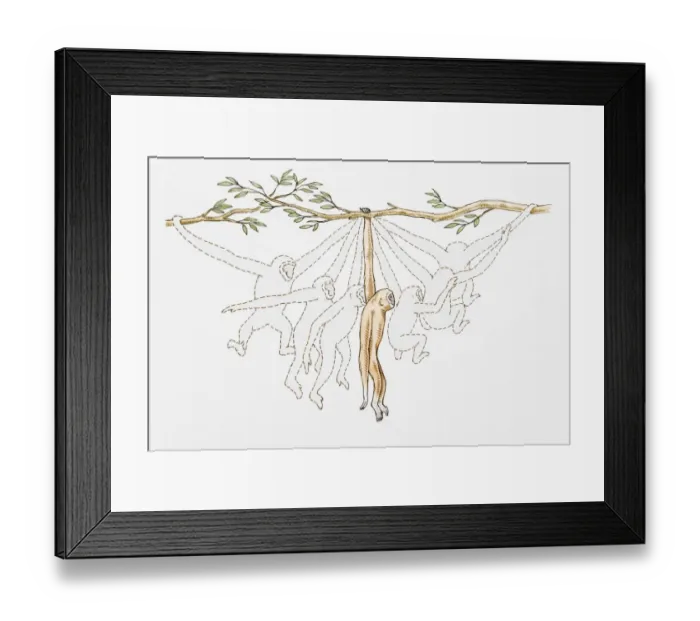 Framed Print : Different stages of monkey swinging from branch to branch Framed Print : Different stages of monkey swinging from branch to branch