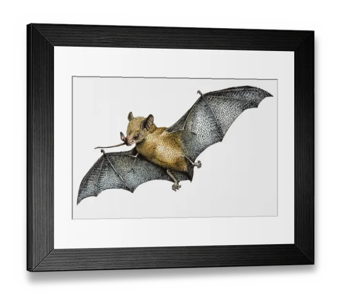 Framed Print : Illustration of Madagascar Fruit Bat (Pteropus rufus), carrying boabab flower in mouth Framed Print : Illustration of Madagascar Fruit Bat (Pteropus rufus), carrying boabab flower in mouth