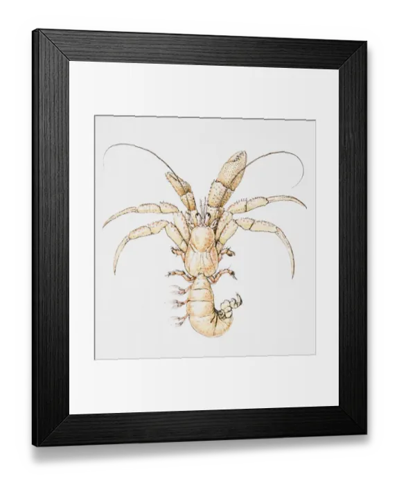 Framed Print : Illustration of Hermit Crab (Coenobita), without shell Framed Print : Illustration of Hermit Crab (Coenobita), without shell