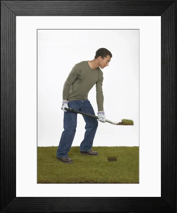 Framed Print : Man holding a spade with section of turf on the blade Framed Print : Man holding a spade with section of turf on the blade