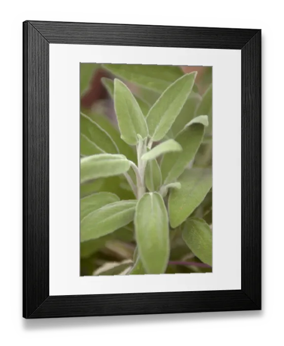 Framed Print : Common sage, close up Framed Print : Common sage, close up