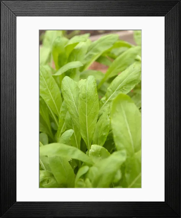Framed Print : Mibuna leaf, close up Framed Print : Mibuna leaf, close up