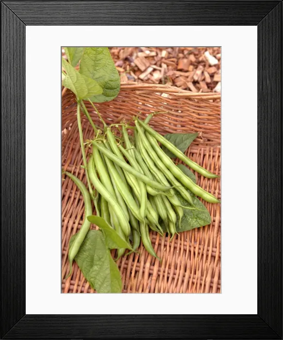 Framed Print : Green beans in wicker basket, close up Framed Print : Green beans in wicker basket, close up