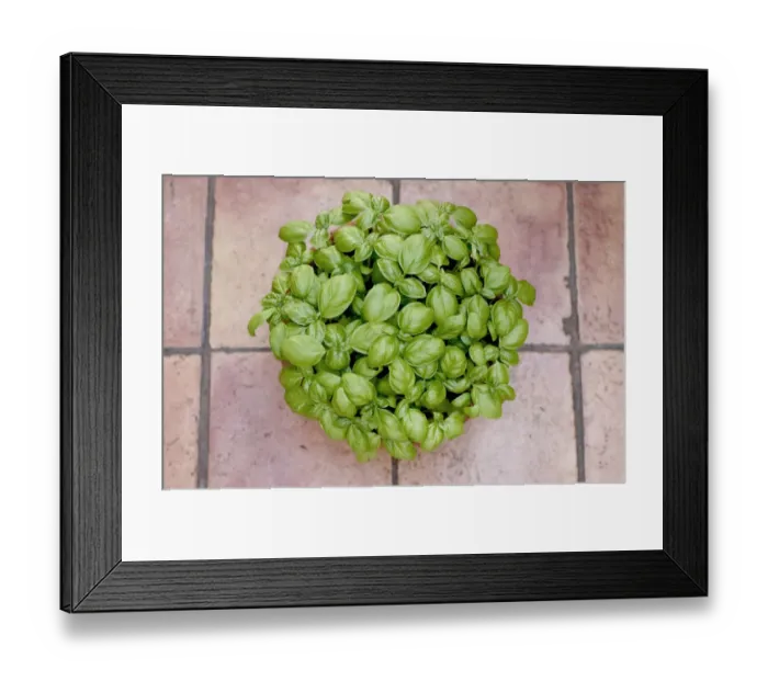 Framed Print : Basil in plant pot, close up Framed Print : Basil in plant pot, close up