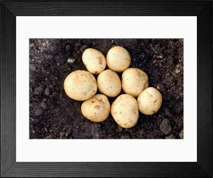 Framed Print : Potatoes in soil, close up Framed Print : Potatoes in soil, close up