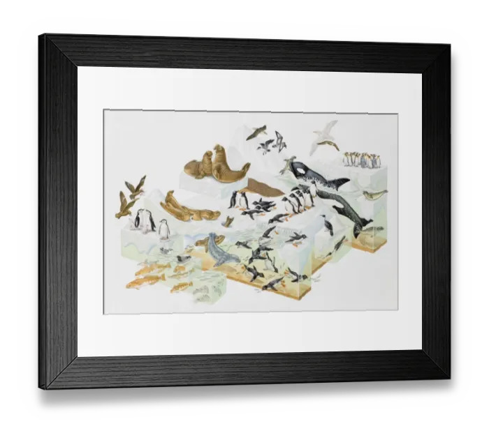 Framed Print : Antarctic life Framed Print : Antarctic life