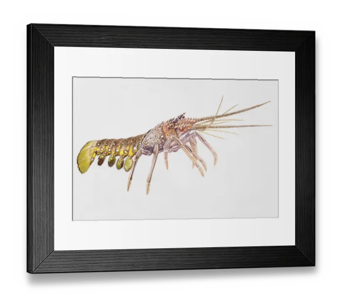 Framed Print : Malacostraca Framed Print : Malacostraca