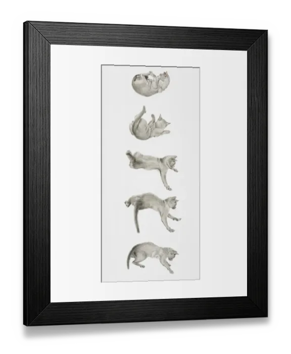 Framed Print : Cat landing on its feet Framed Print : Cat landing on its feet