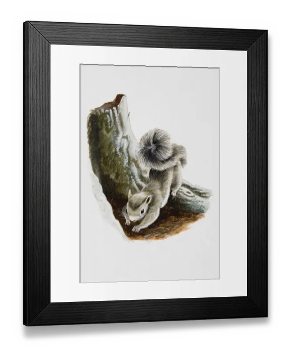 Framed Print : Grey squirrel Framed Print : Grey squirrel