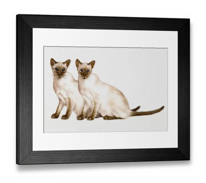 Framed Print : Two domestic cats