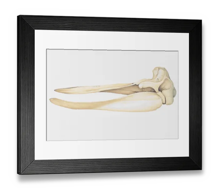 Framed Print : Longmans bearded whale, skull