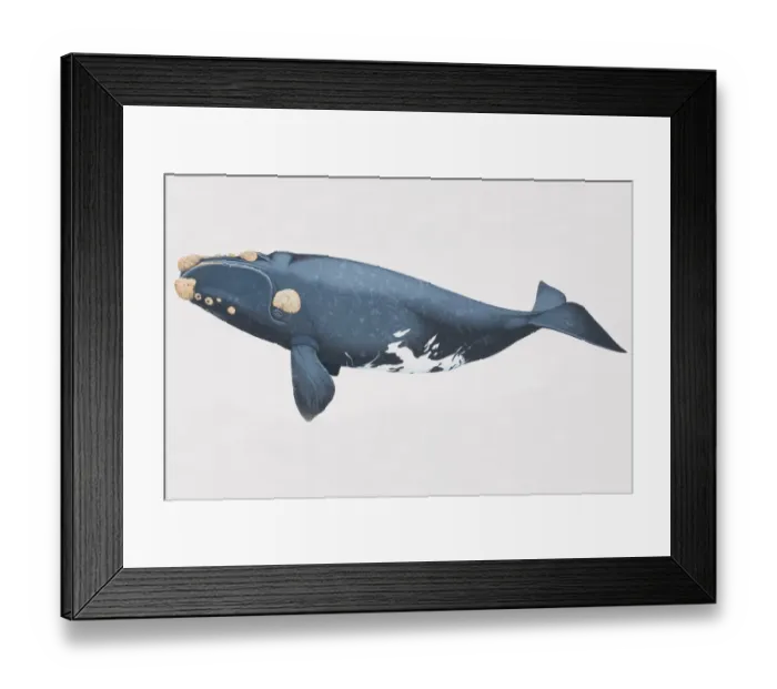 Framed Print : Right Whale