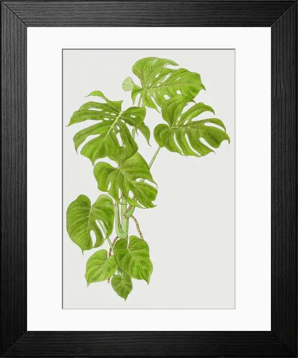 Framed Print : Cheese plant Framed Print : Cheese plant