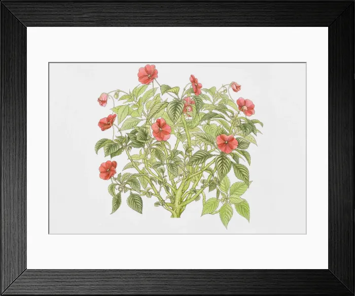 Framed Print : Flowering plant Framed Print : Flowering plant