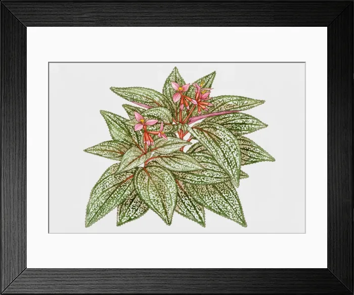 Framed Print : Flowering plant Framed Print : Flowering plant