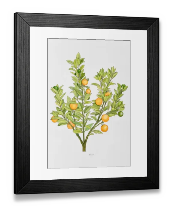 Framed Print : Orange tree Framed Print : Orange tree