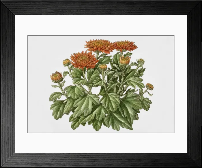Framed Print : Chrysanthemum Framed Print : Chrysanthemum
