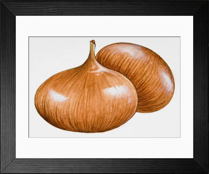 Framed Print : Two onions Framed Print : Two onions