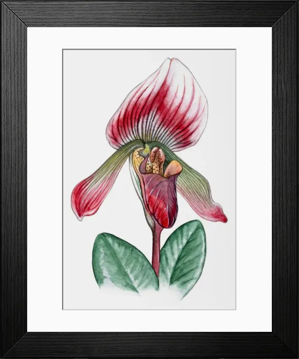 Framed Print : Orchid Framed Print : Orchid