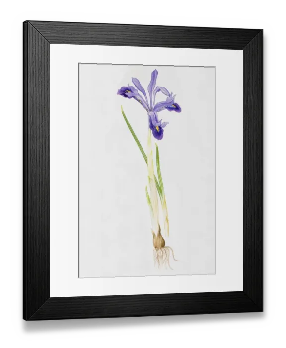 Framed Print : Iris Framed Print : Iris