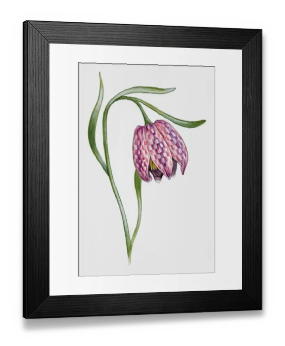 Framed Print : Snakes Head (Fritillaria meleagris) Framed Print : Snakes Head (Fritillaria meleagris)