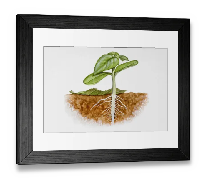 Framed Print : Plant in soil Framed Print : Plant in soil