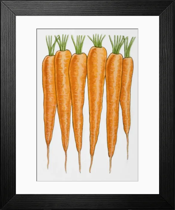 Framed Print : Carrots in row Framed Print : Carrots in row