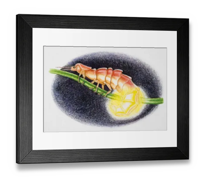 Framed Print : Firefly Framed Print : Firefly