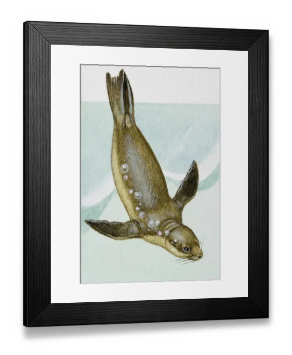 Framed Print : Seal, diving