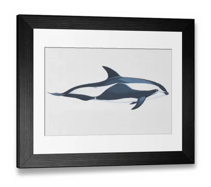 Framed Print : Hourglass dolphin (Lagenorynchus cruciger)