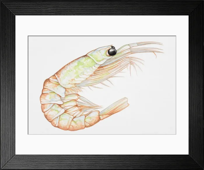 Framed Print : A krill, side view Framed Print : A krill, side view